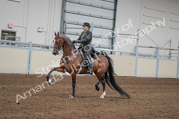 2020 - AB Morgan Horse - Fri, Sept 04 - 09560