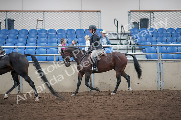 2019 Morgan Horse Show - Aug 31, 2019 - 14993