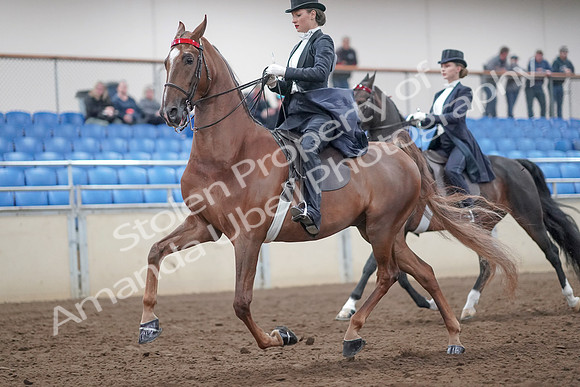 2019 Morgan Horse Show - Aug 31, 2019 - 20531