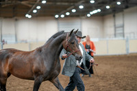 2020 - AB Morgan Horse - Fri, Sept 04 - 08567
