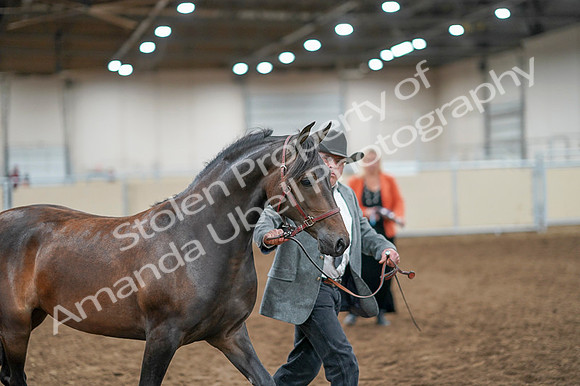 2020 - AB Morgan Horse - Fri, Sept 04 - 08567