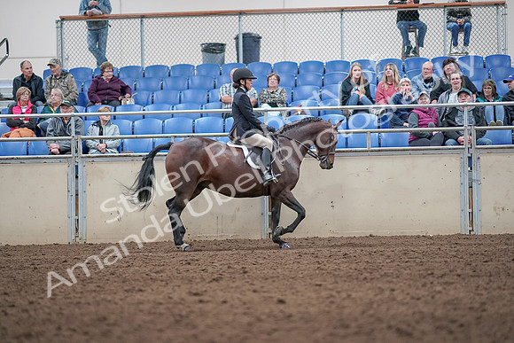 2019 Morgan Horse Show - Aug 31, 2019 - 19695