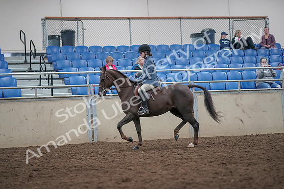 2019 Morgan Horse Show - Aug 31, 2019 - 16615