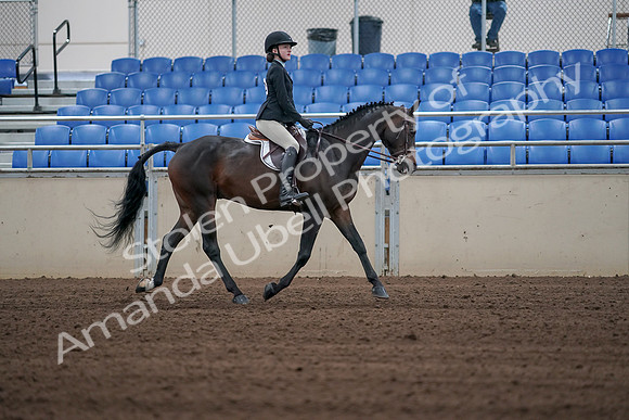 2019 Morgan Horse Show - Sept 01, 2019 - 03944