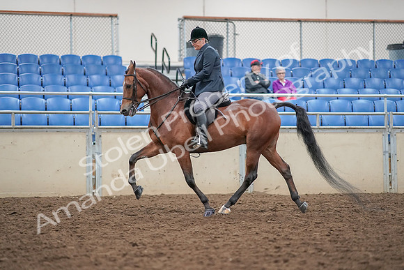 2019 Morgan Horse Show - Aug 30, 2019 - 20206