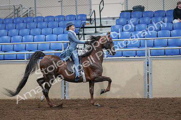 2020 - AB Morgan Horse - Fri, Sept 04 - 05204