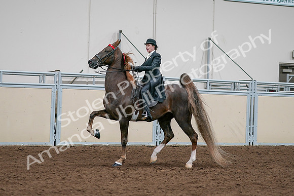 2020 - AB Morgan Horse - Sat, Sept 05 - 13116