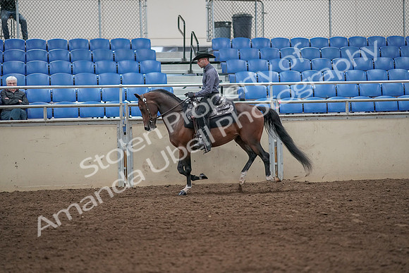 2019 Morgan Horse Show - Aug 31, 2019 - 06103