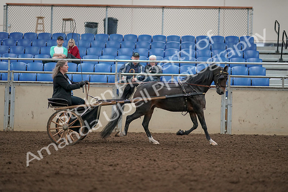 2019 Morgan Horse Show - Aug 31, 2019 - 04544