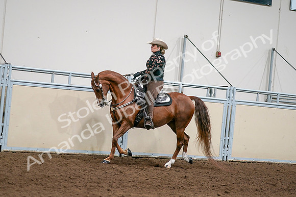 2020 - AB Morgan Horse - Fri, Sept 04 - 08424