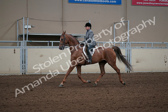 2019 Morgan Horse Show - Sept 01, 2019 - 12274