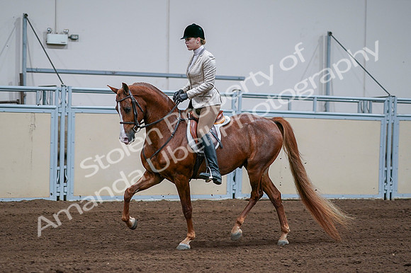 2020 - AB Morgan Horse - Fri, Sept 04 - 01634