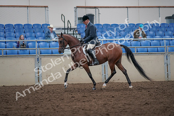 2019 Morgan Horse Show - Aug 31, 2019 - 14714