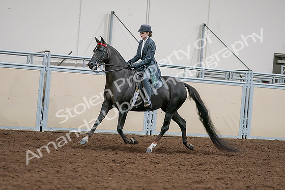 2020 - AB Morgan Horse - Sat, Sept 05 - 13641