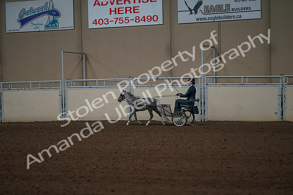 2019 Morgan Horse Show - Aug 31, 2019 - 04322