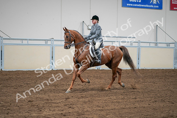 2020 - AB Morgan Horse - Sat, Sept 05 - 03284