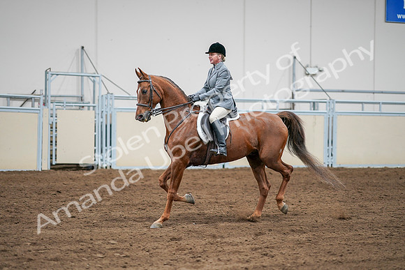 2020 - AB Morgan Horse - Sat, Sept 05 - 03291