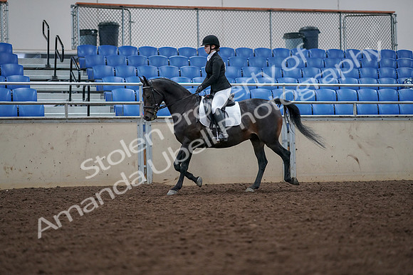 2019 Morgan Horse Show - Aug 30, 2019 - 18389
