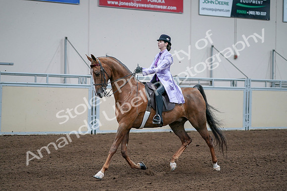 2020 - AB Morgan Horse - Fri, Sept 04 - 05026