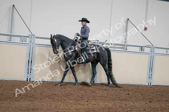 2020 - AB Morgan Horse - Fri, Sept 04 - 08378