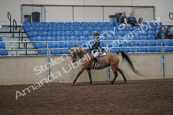 2019 Morgan Horse Show - Aug 31, 2019 - 05019