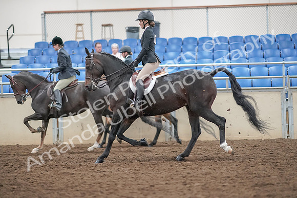 2019 Morgan Horse Show - Aug 30, 2019 - 20238