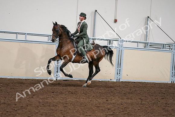 2020 - AB Morgan Horse - Fri, Sept 04 - 03334