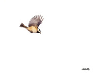 Birds - 003