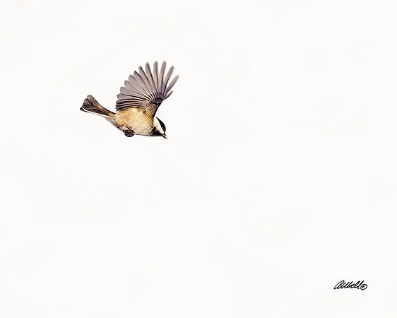 Birds - 003
