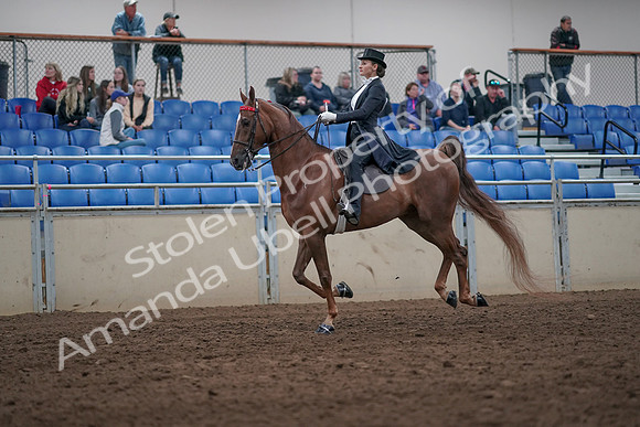 2019 Morgan Horse Show - Aug 31, 2019 - 20659