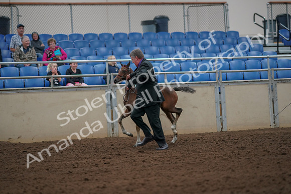 2019 Morgan Horse Show - Aug 30, 2019 - 24651