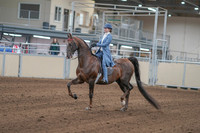 2020 - AB Morgan Horse - Sun, Sept 06 - 00009