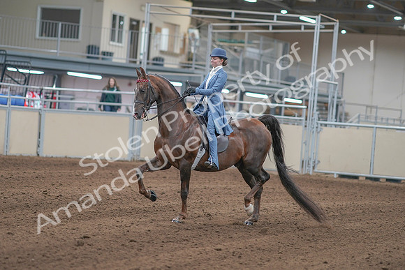 2020 - AB Morgan Horse - Sun, Sept 06 - 00009