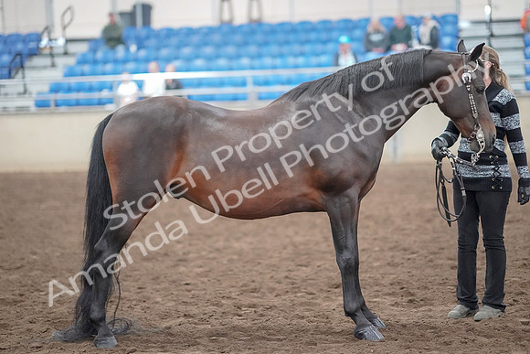 2019 Morgan Horse Show - Aug 31, 2019 - 03765