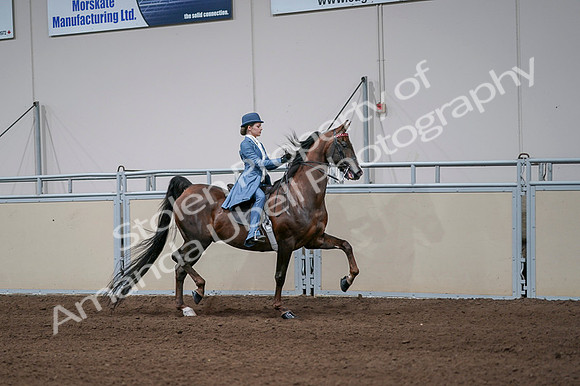 2020 - AB Morgan Horse - Fri, Sept 04 - 05126