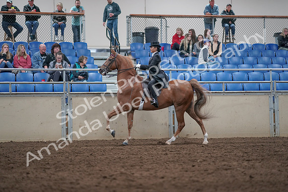 2019 Morgan Horse Show - Aug 31, 2019 - 20654