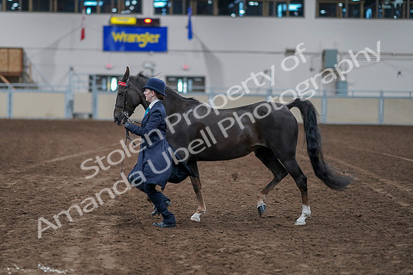 2020 - AB Morgan Horse - Fri, Sept 04 - 00895