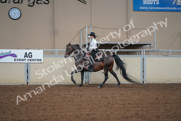 2019 Morgan Horse Show - Aug 30, 2019 - 16829