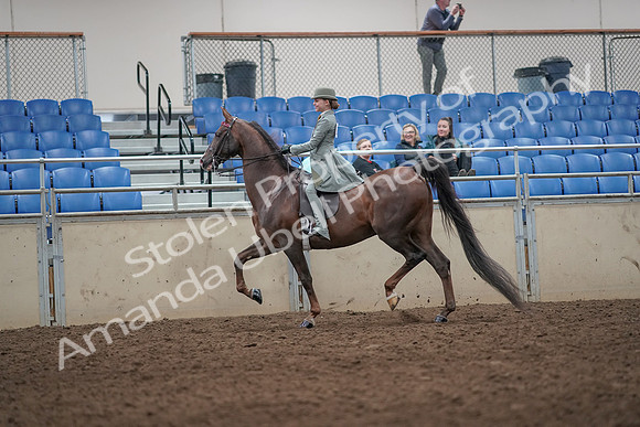 2019 Morgan Horse Show - Aug 31, 2019 - 07665