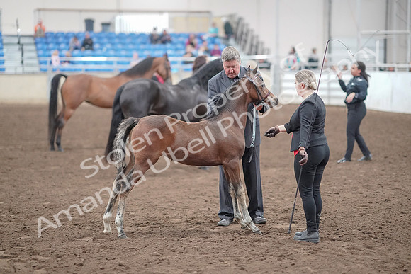 2019 Morgan Horse Show - Aug 31, 2019 - 00923