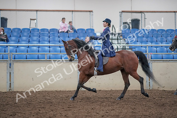 2019 Morgan Horse Show - Aug 31, 2019 - 09380