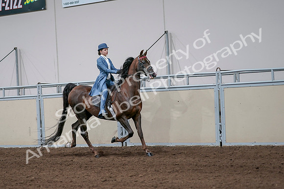 2020 - AB Morgan Horse - Fri, Sept 04 - 05120