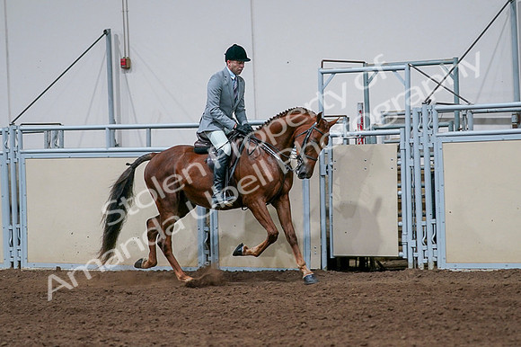 2020 - AB Morgan Horse - Fri, Sept 04 - 01782