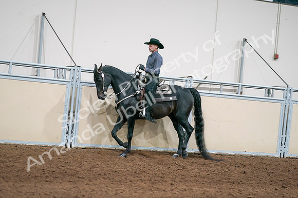 2020 - AB Morgan Horse - Fri, Sept 04 - 08382