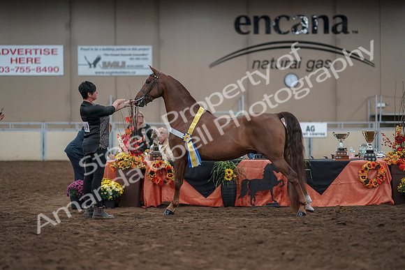 2019 Morgan Horse Show - Aug 31, 2019 - 03855