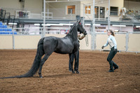 2020 - AB Morgan Horse - Sat, Sept 05 - 00095
