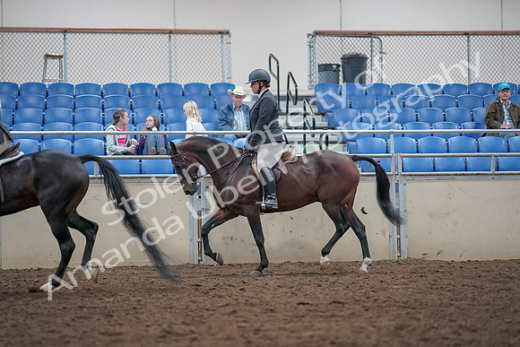 2019 Morgan Horse Show - Aug 31, 2019 - 14990
