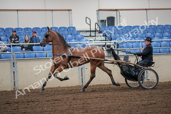 2019 Morgan Horse Show - Aug 30, 2019 - 13324