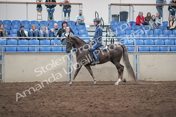 2019 Morgan Horse Show - Aug 31, 2019 - 21390