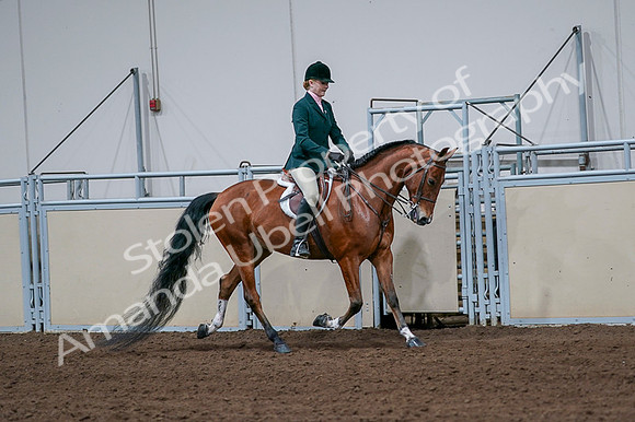 2020 - AB Morgan Horse - Fri, Sept 04 - 01856